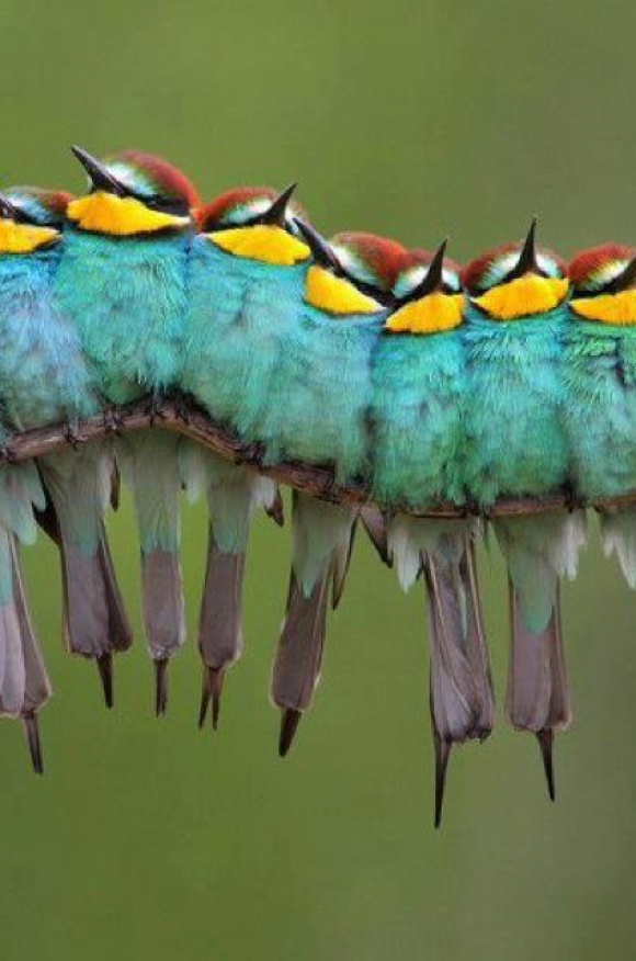 Gemeenschappelijke Onderscheiding