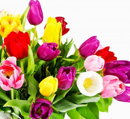 "Elke vermeerdering van hoop, geloof en liefde" (GO 316)